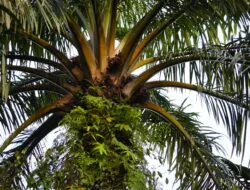 Harga TBS Sawit Plasma Jambi Periode 02 Mei-08 Mei 2025