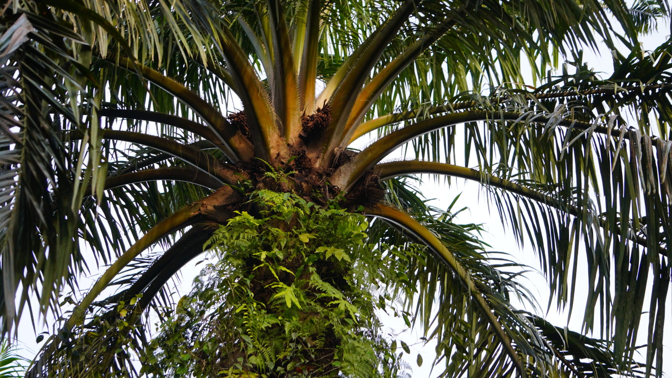 Pohon Kelapa Sawit.(PantauSawit.com/Jojo)