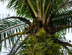 Harga TBS Sawit Sumut Periode 15-21 Januari 2025