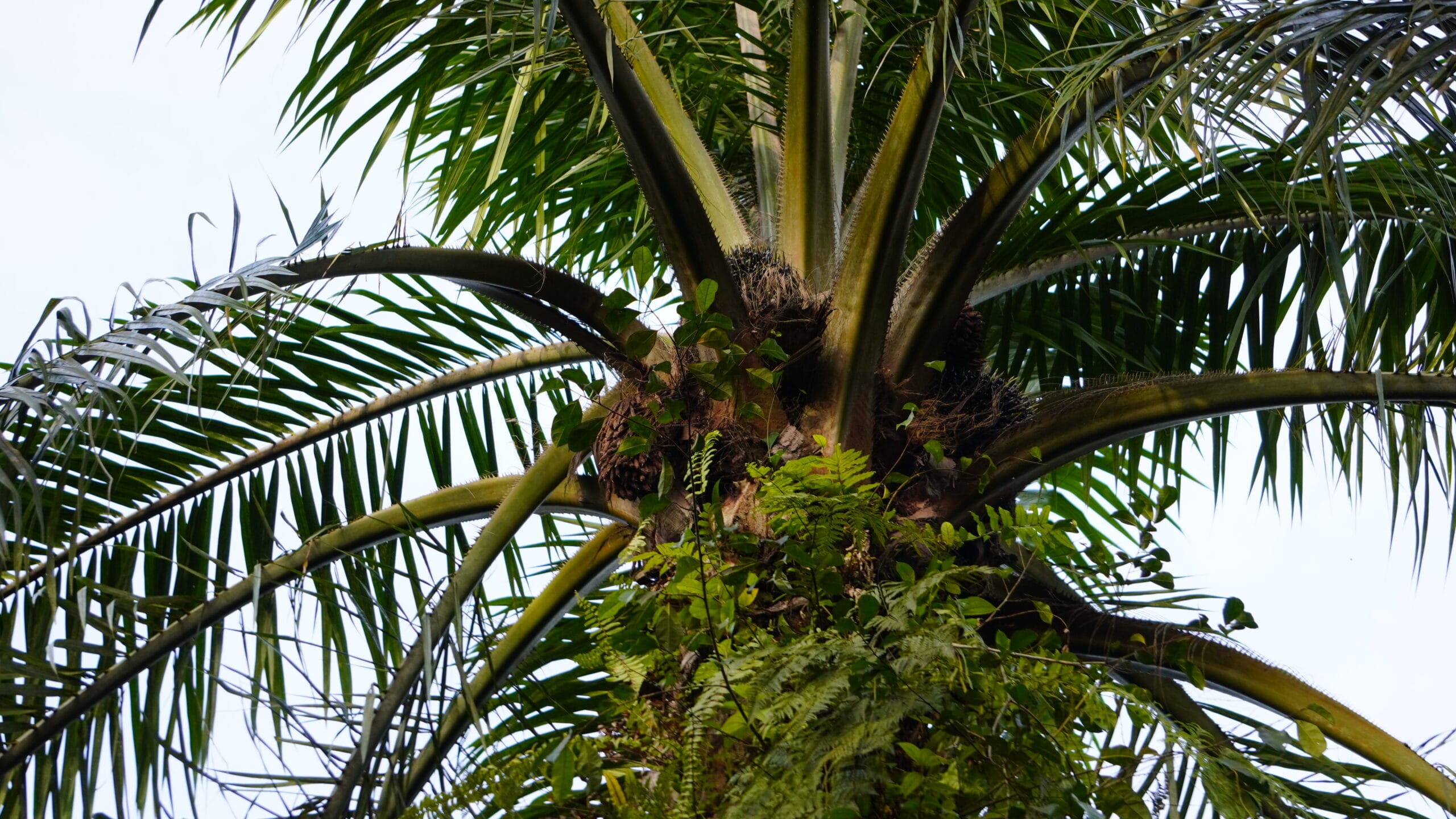 Buah Kelapa Sawit(PantauSawit.com/Jojo)