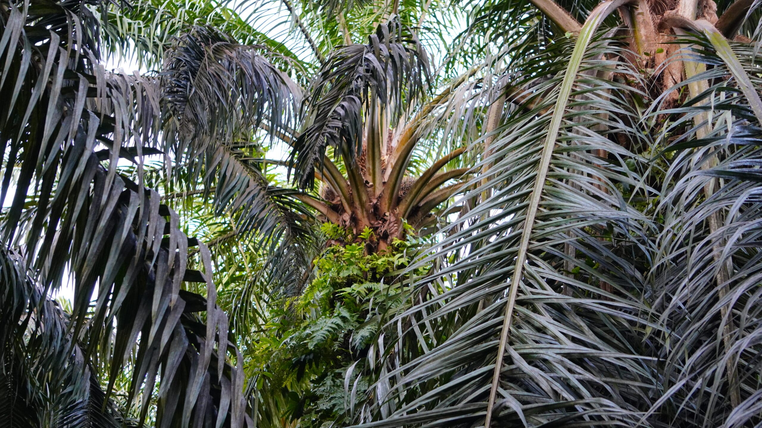 Kelapa Sawit.(PantauSawit.com/Jojo)