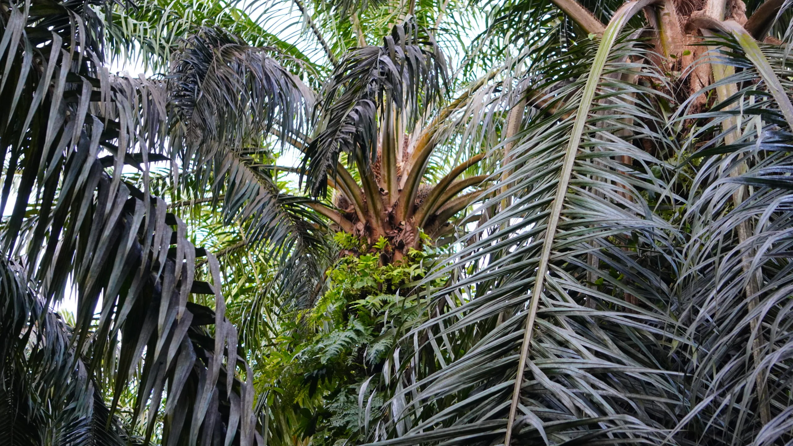 Kelapa Sawit.(PantauSawit.com/Jojo)