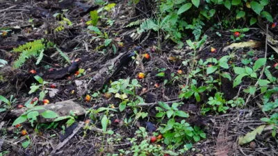 Harga TBS Sawit Plasma Jambi Periode 23 Mei-29 Mei 2025