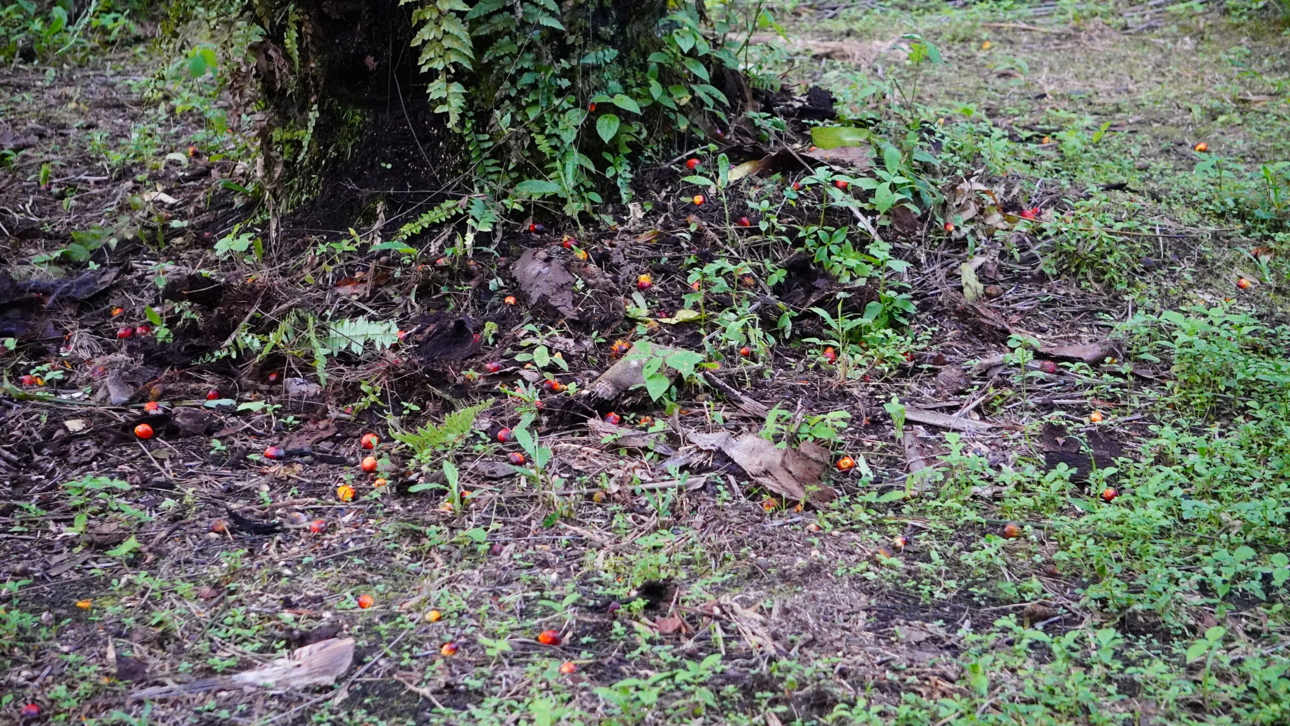 Biji Kelapa Sawit(PantauSawit.com/Jojo)