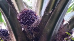 Buah Kelapa Sawit(PantauSawit.com/Jojo)