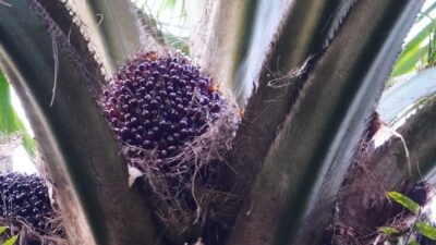 Buah Kelapa Sawit(PantauSawit.com/Jojo)