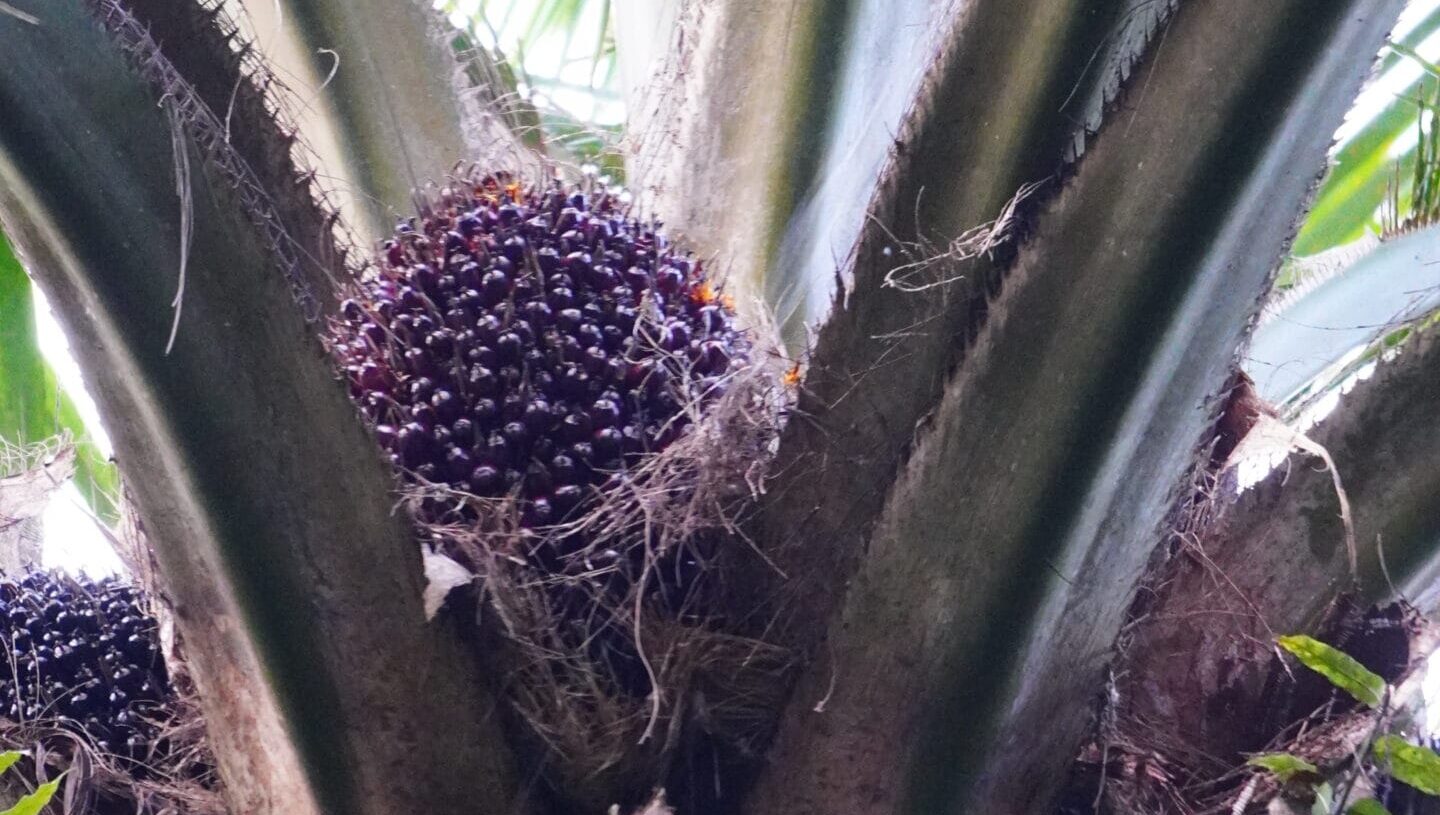 Buah Kelapa Sawit(PantauSawit.com/Jojo)