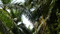 Kebun Kelapa Sawit(PantauSawit.com/Jojo)