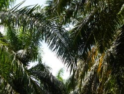 Inovasi Teknologi dalam Budidaya dan Pengolahan Kelapa Sawit: Mendorong Keberlanjutan dan Produktivitas