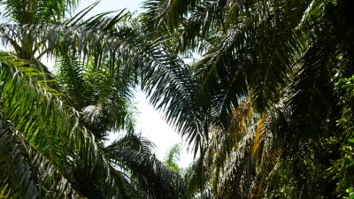 Kebun Kelapa Sawit(PantauSawit.com/Jojo)