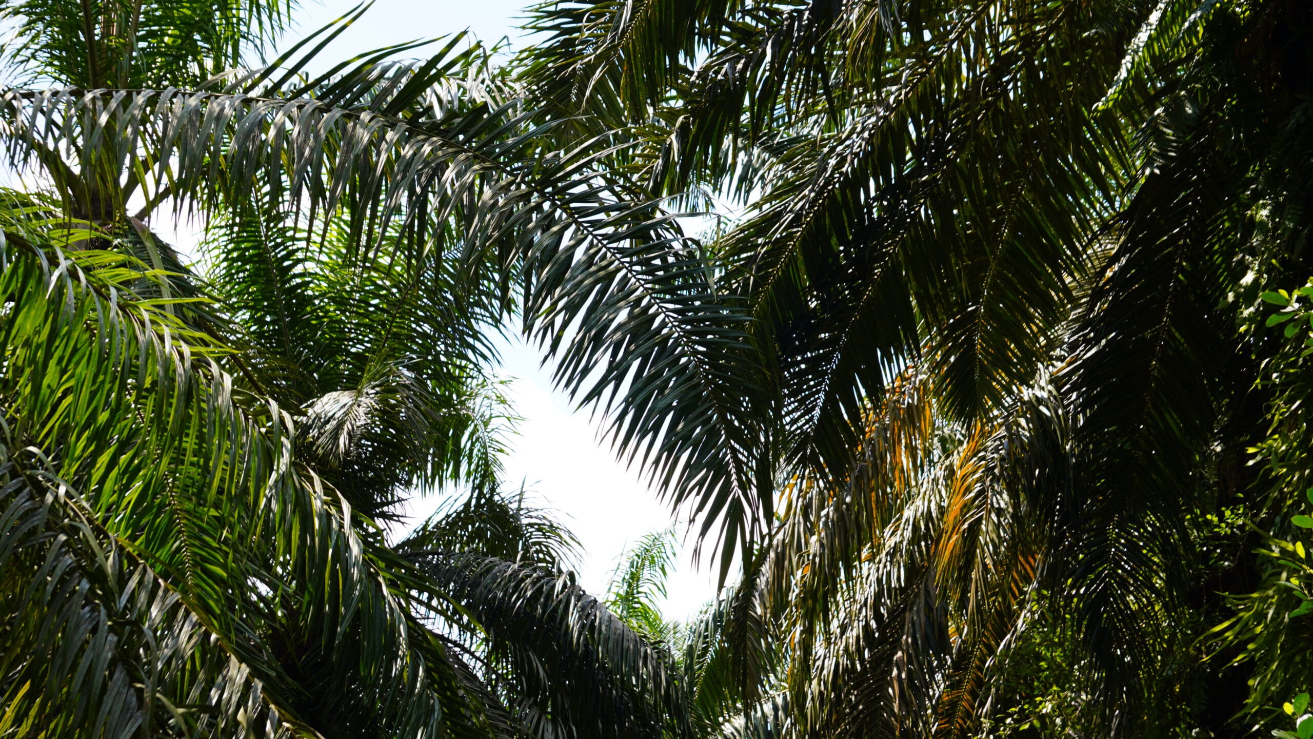 Kebun Kelapa Sawit(PantauSawit.com/Jojo)
