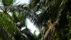 Perkebunan Sawit.(PantauSawit.com/Jojo)