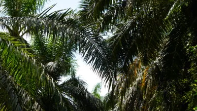 Perkebunan Sawit.(PantauSawit.com/Jojo)