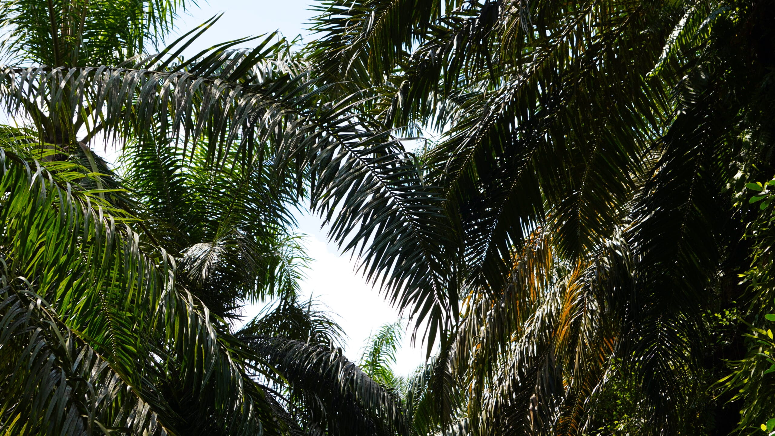 Perkebunan Sawit.(PantauSawit.com/Jojo)