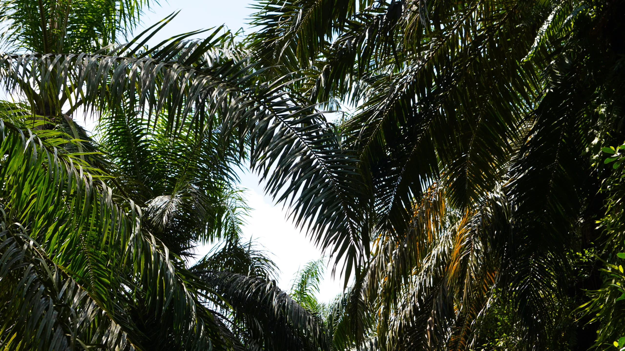 Perkebunan Sawit.(PantauSawit.com/Jojo)