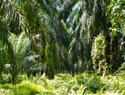 Harga TBS Sawit Plasma Sumut Periode 12 Maret-18 Maret 2025