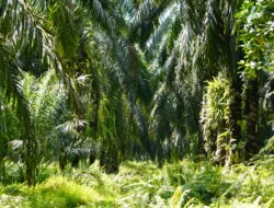 Harga TBS Sawit Plasma Sumut Periode 12 Maret-18 Maret 2025