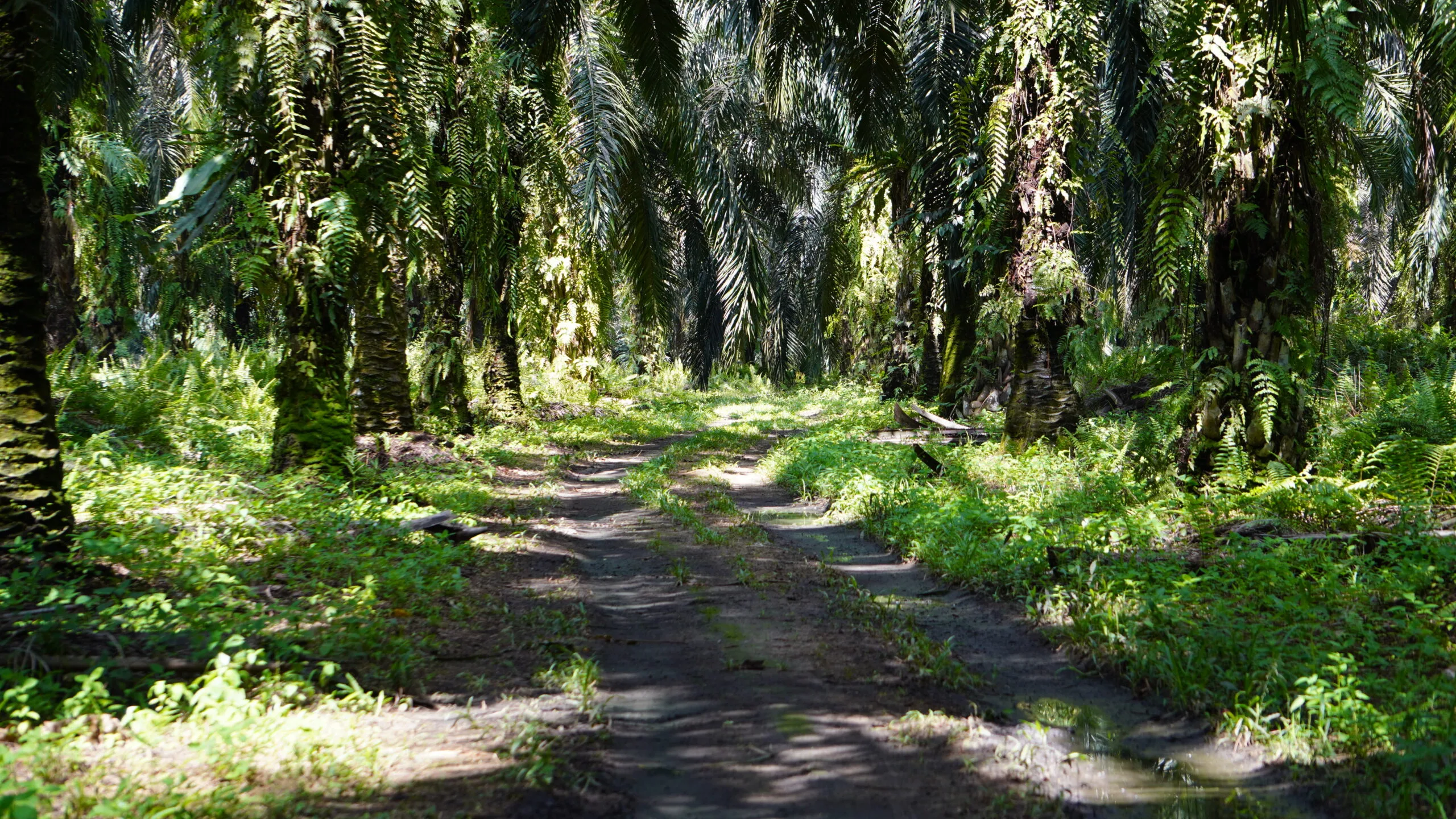 Jalur Panen Perkebunan Sawit/Pasar Pikul.(PantauSawit.com/Jojo)