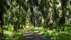 Harga TBS Sawit Plasma Sumut Periode 14 Mei-20 Mei 2025