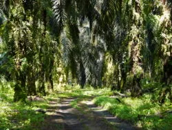 Harga TBS Sawit Plasma Sumut Periode 14 Mei-20 Mei 2025