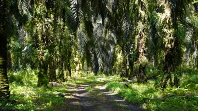 Kebun Kelapa Sawit.(PantauSawit.com/Jojo)