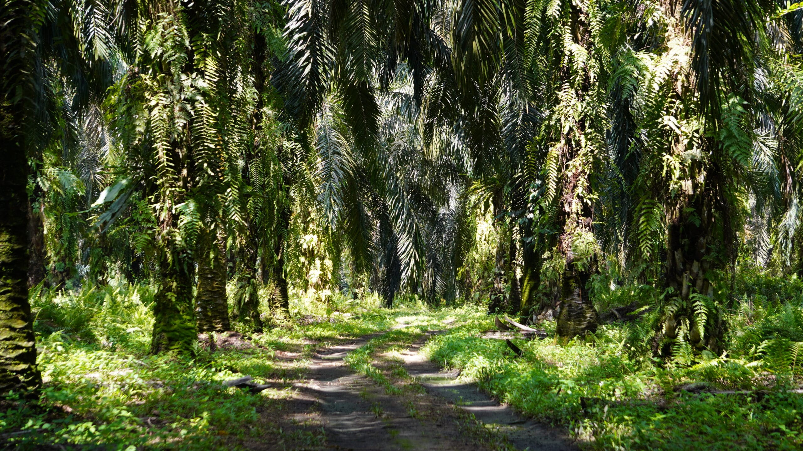 Kebun Kelapa Sawit.(PantauSawit.com/Jojo)