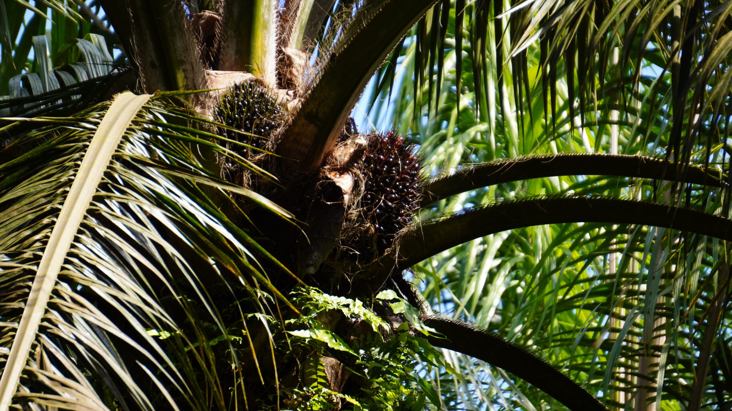 Kelapa Sawit.(PantauSawit.com/Jojo)