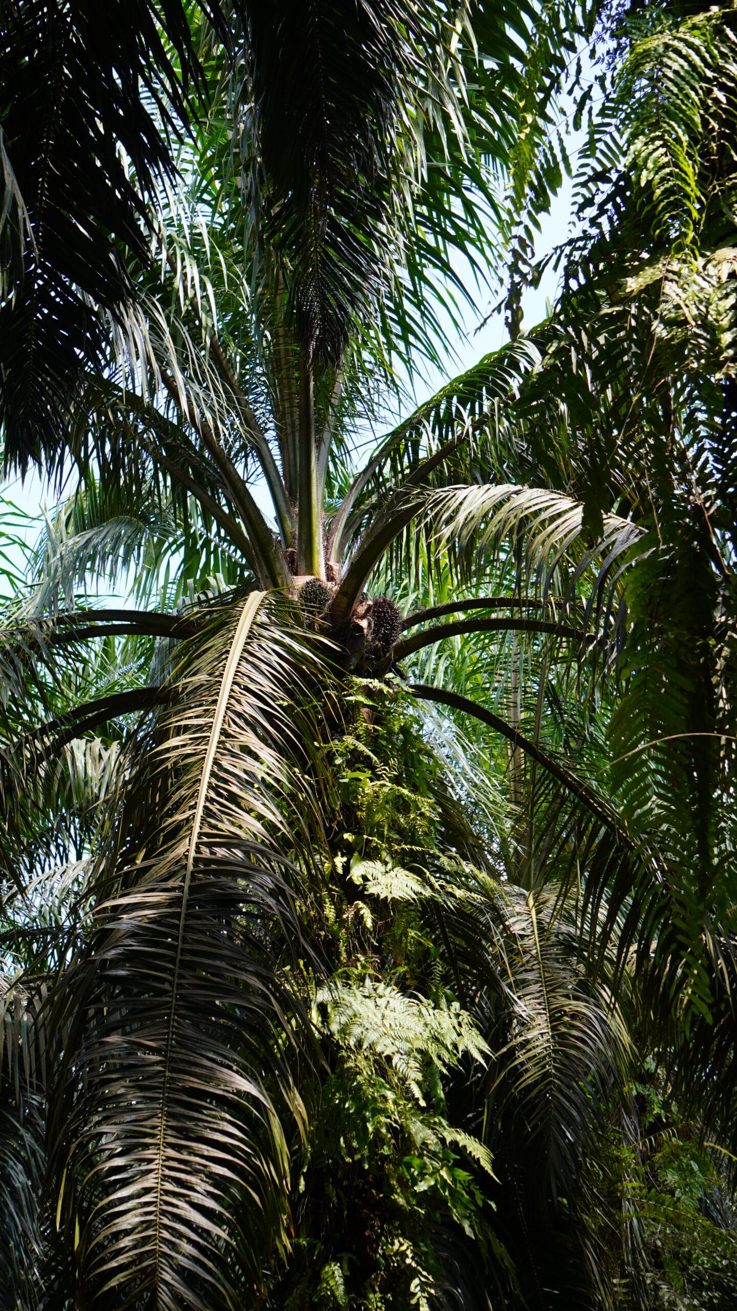 Kelapa Sawit.(PantauSawit.com/Jojo)