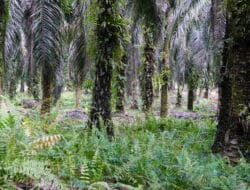 Harga TBS Sawit di Sumut Periode 22-29 Januari 2025