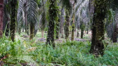 Kebun Kelapa Sawit.(PantauSawit.com/Jojo)