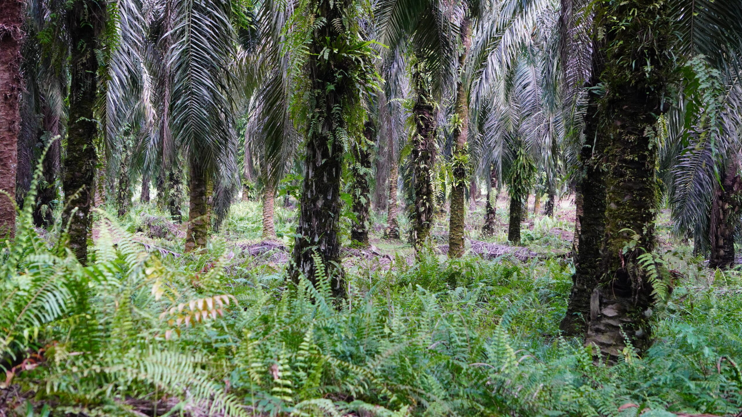 Kebun Kelapa Sawit.(PantauSawit.com/Jojo)