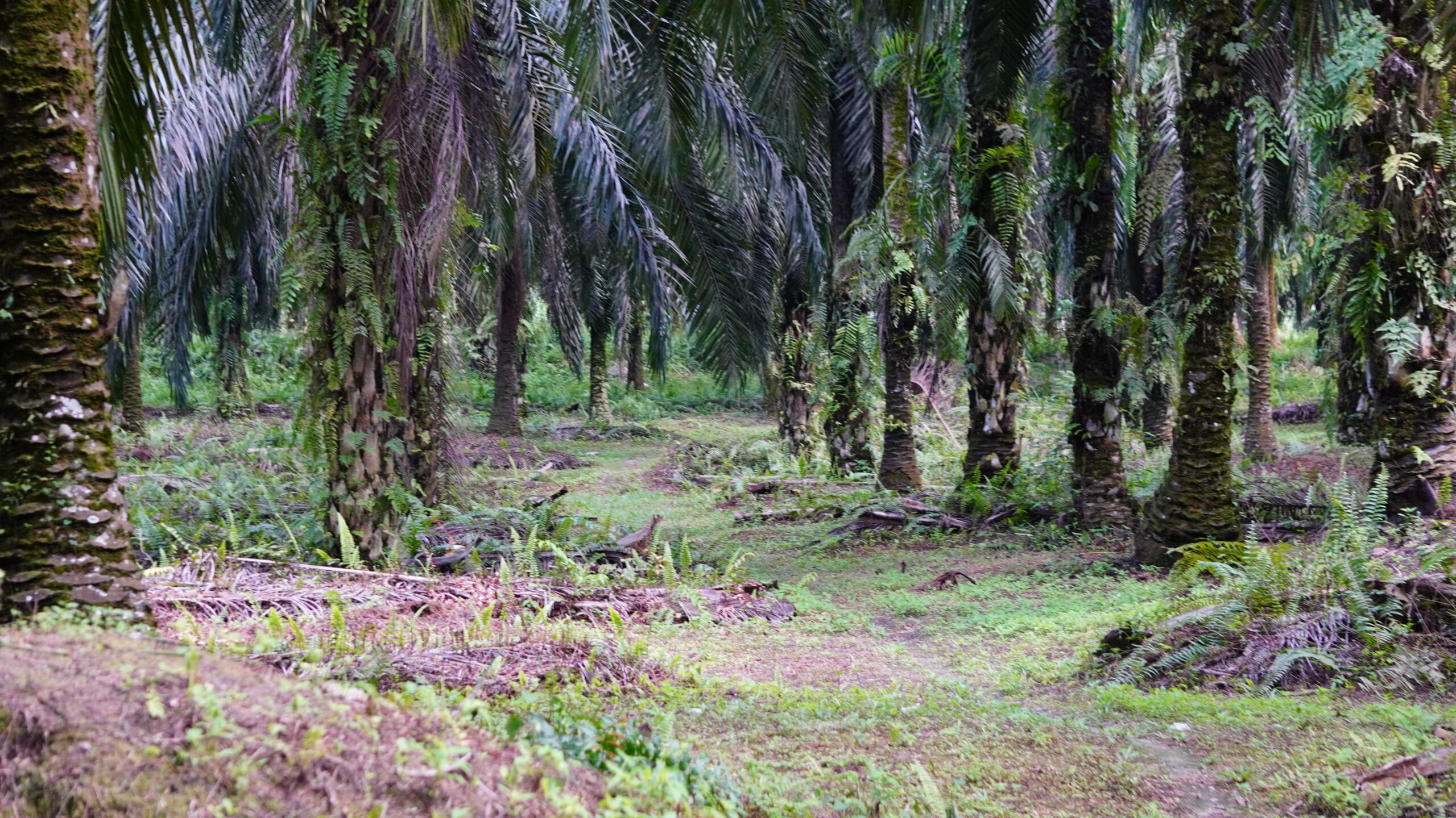 Kebun Kelapa Sawit.(PantauSawit.com/Jojo)