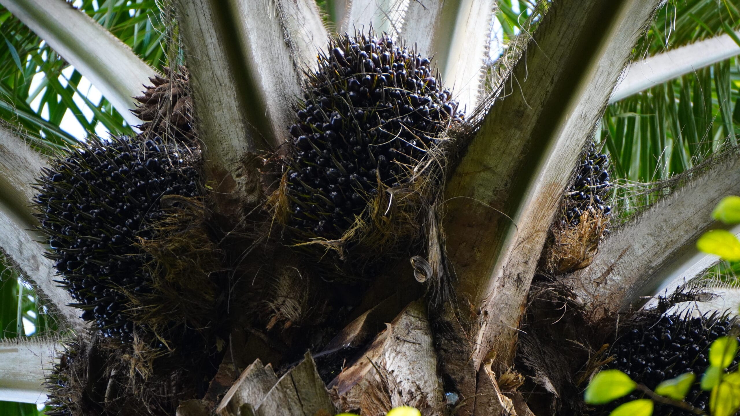 Buah Kelapa Sawit.(PantauSawit.com/Jojo)