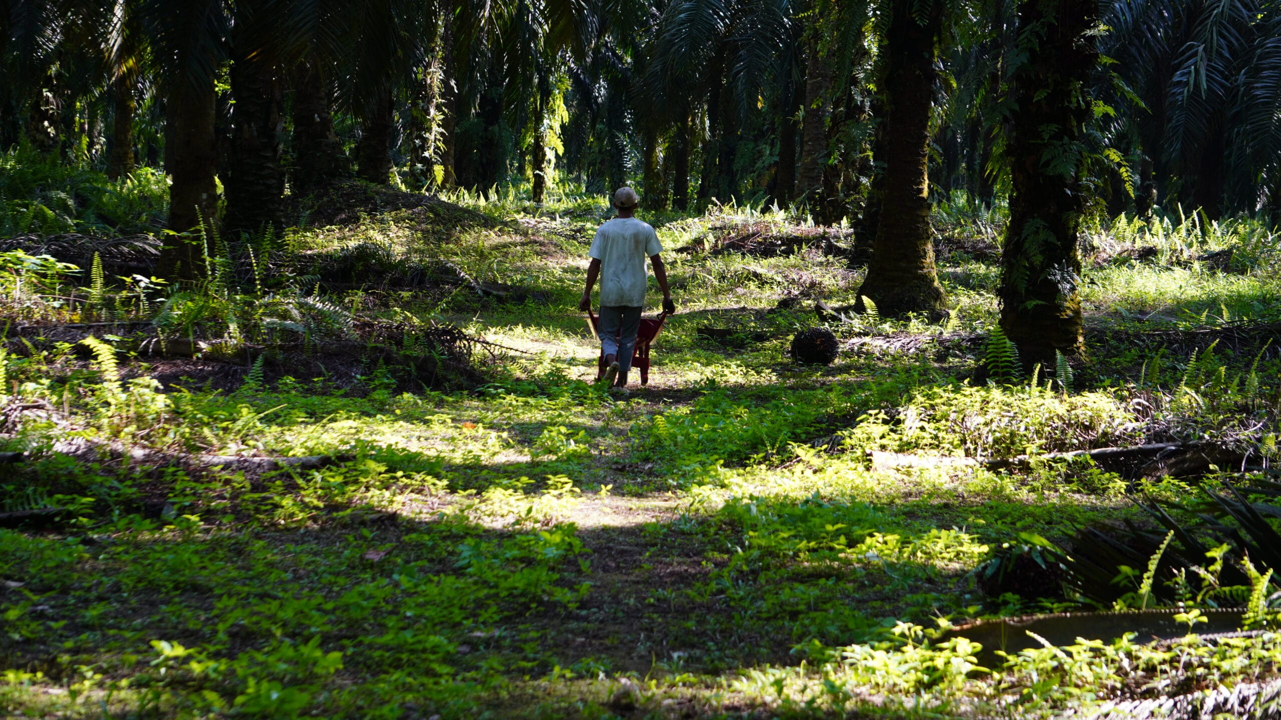 Pasar Pikul Kelapa Sawit.(PantauSawit.com/Jojo)