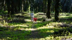 Harga TBS Sawit Plasma Sumut Periode 21 Mei-27 Mei 2025