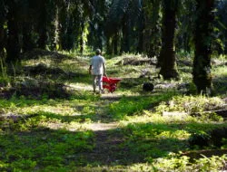 Harga TBS Sawit Plasma Sumut Periode 21 Mei-27 Mei 2025