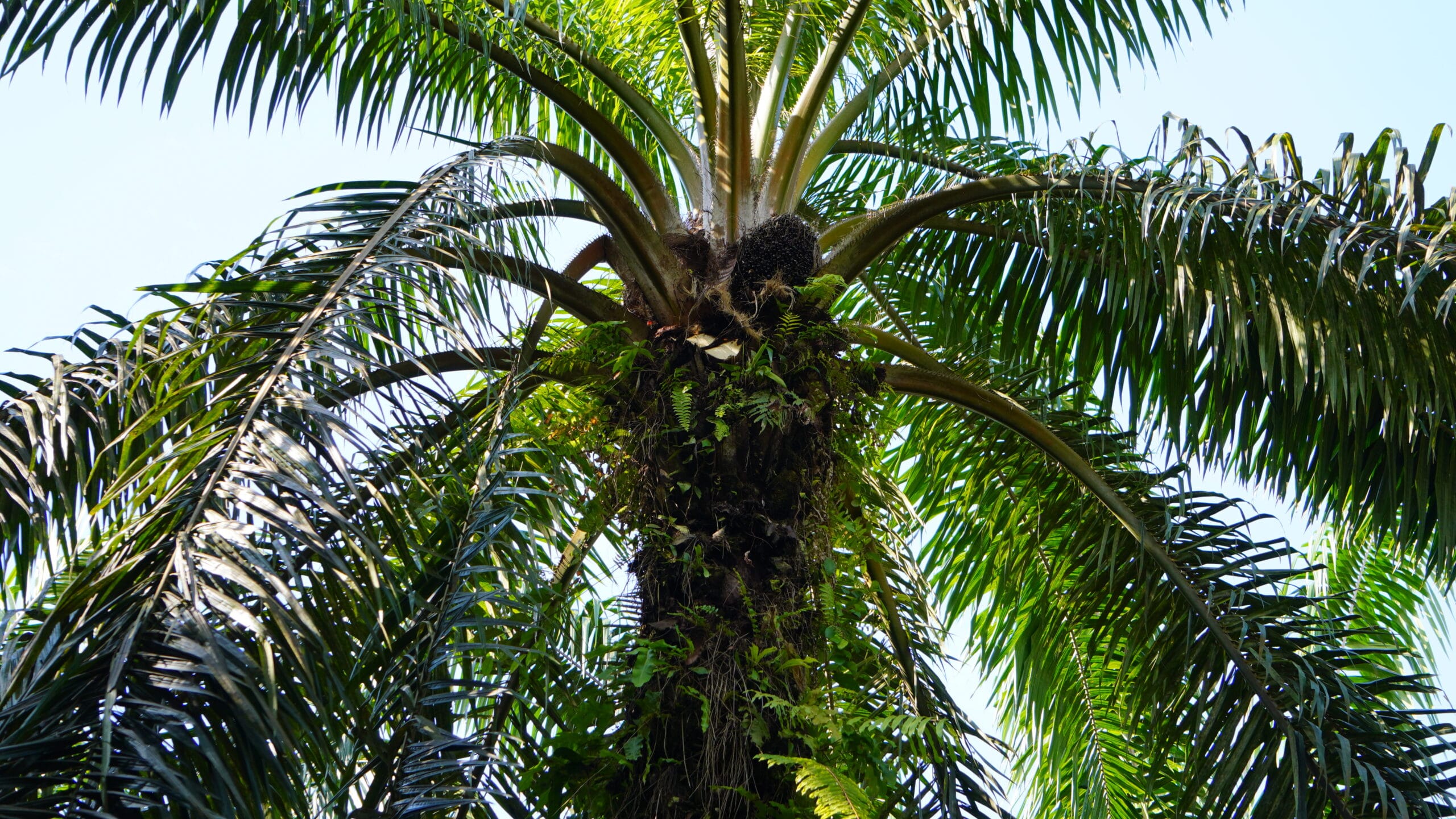 Kelapa Sawit.(PantauSawit.com/Jojo)