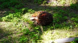 Tandan Buah Segar (TBS) Kelapa Sawit.(PantauSawit.com/Jojo)