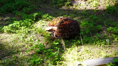 Tandan Buah Segar (TBS) Kelapa Sawit.(PantauSawit.com/Jojo)
