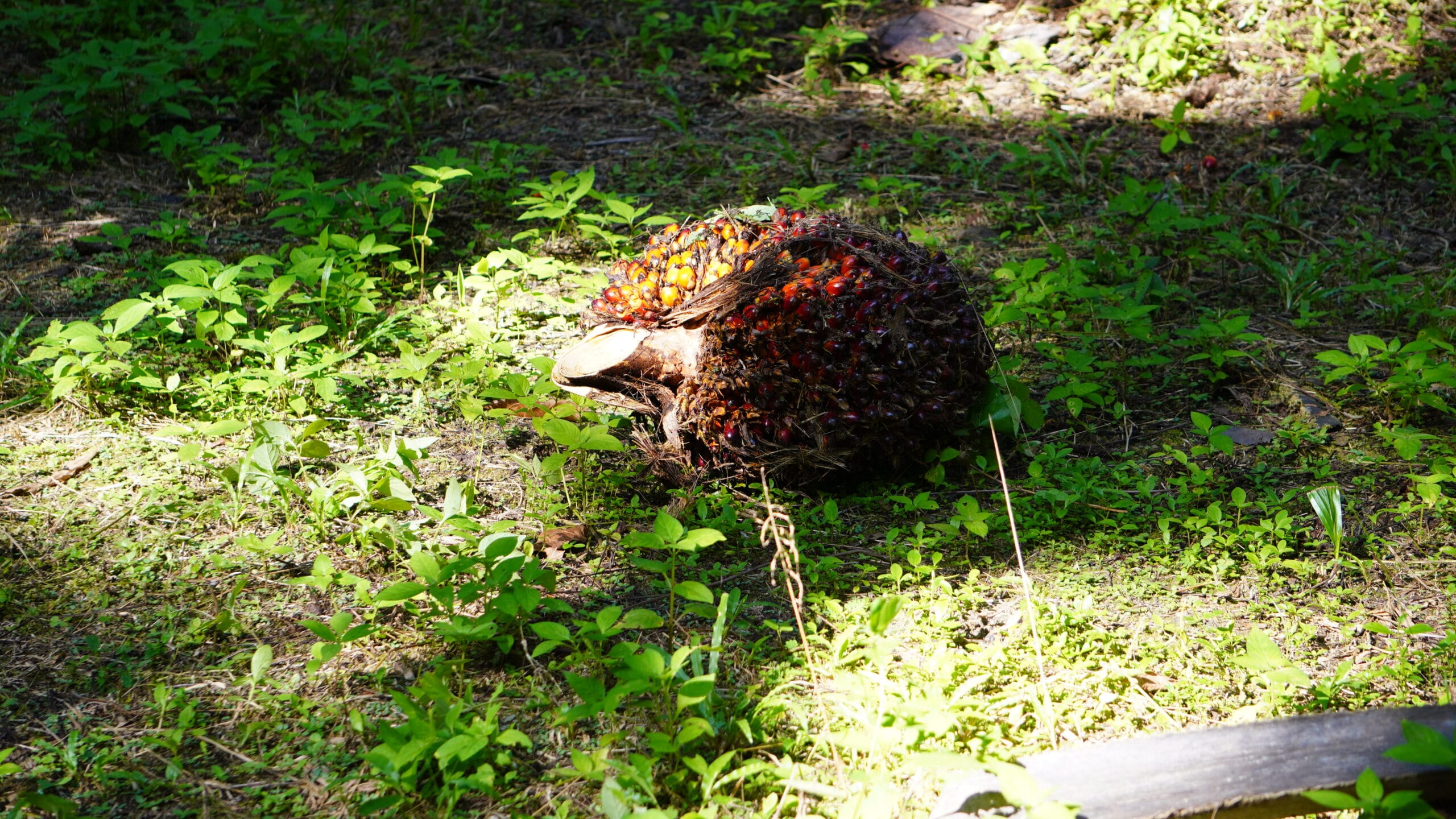 Tandan Buah Segar (TBS) Kelapa Sawit.(PantauSawit.com/Jojo)