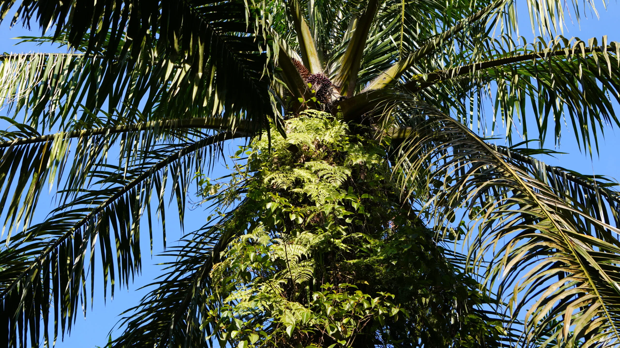 Pohon Kelapa Sawit.(PantauSawit.com/Jojo)