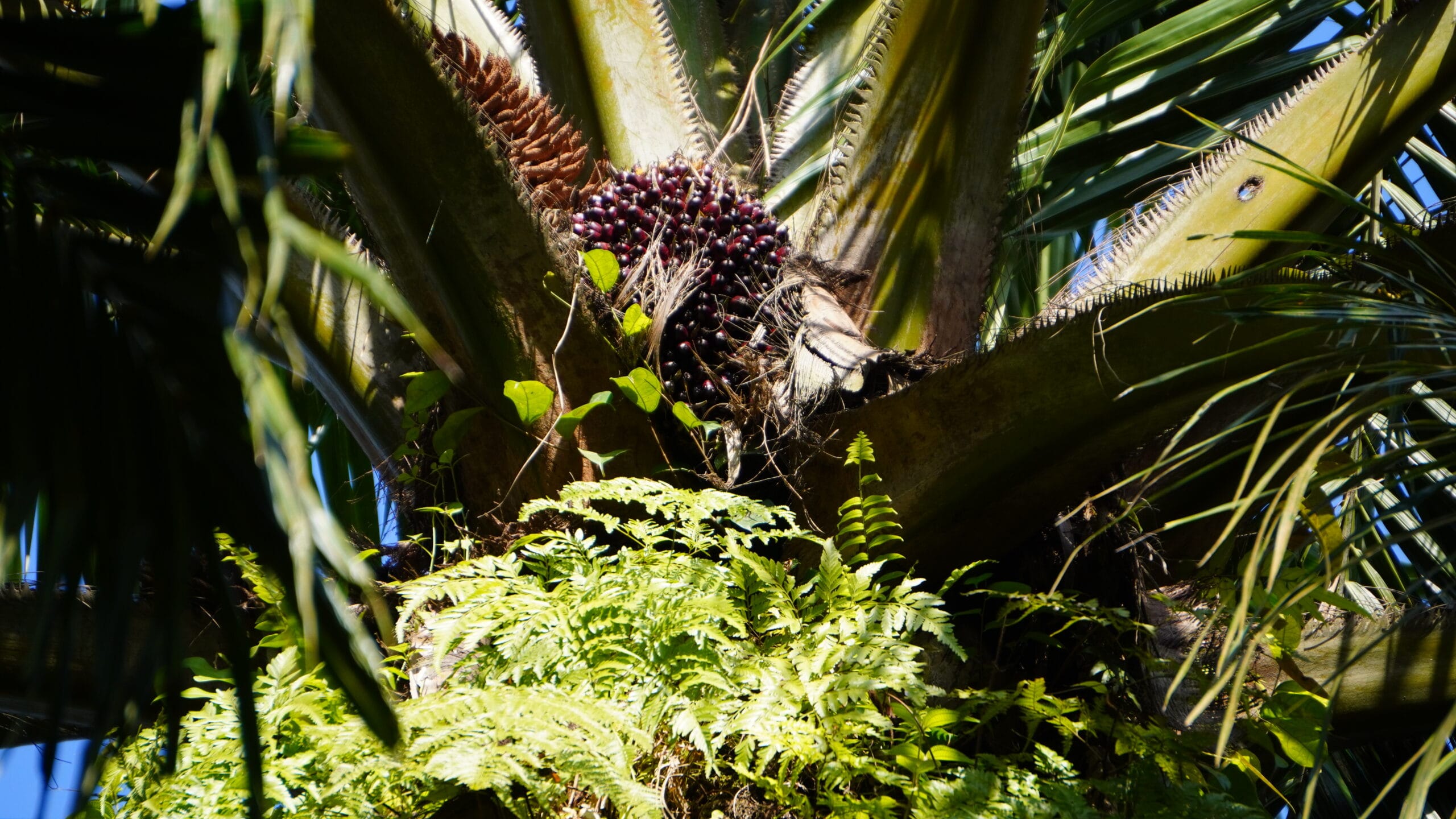 Kelapa Sawit.(PantauSawit.com/Jojo)
