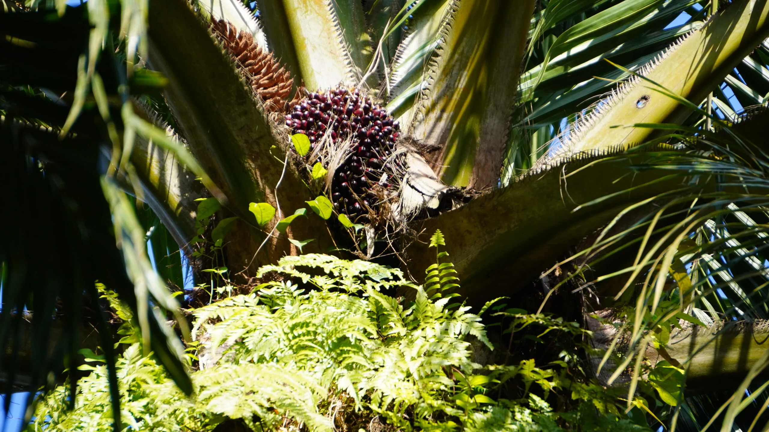 Pohon Kelapa Sawit.(PantauSawit.com/Jojo)