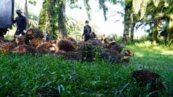 Tandan Buah Segar (TBS) Kelapa Sawit.(PantauSawit.com/Jojo)
