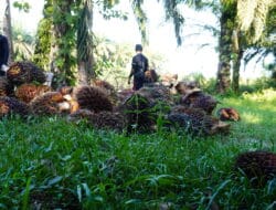 Harga TBS Sawit Plasma Jambi Periode 09 Mei-13 Mei 2025