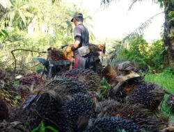 Harga TBS Sawit Riau Periode 8-14 Januari 2025