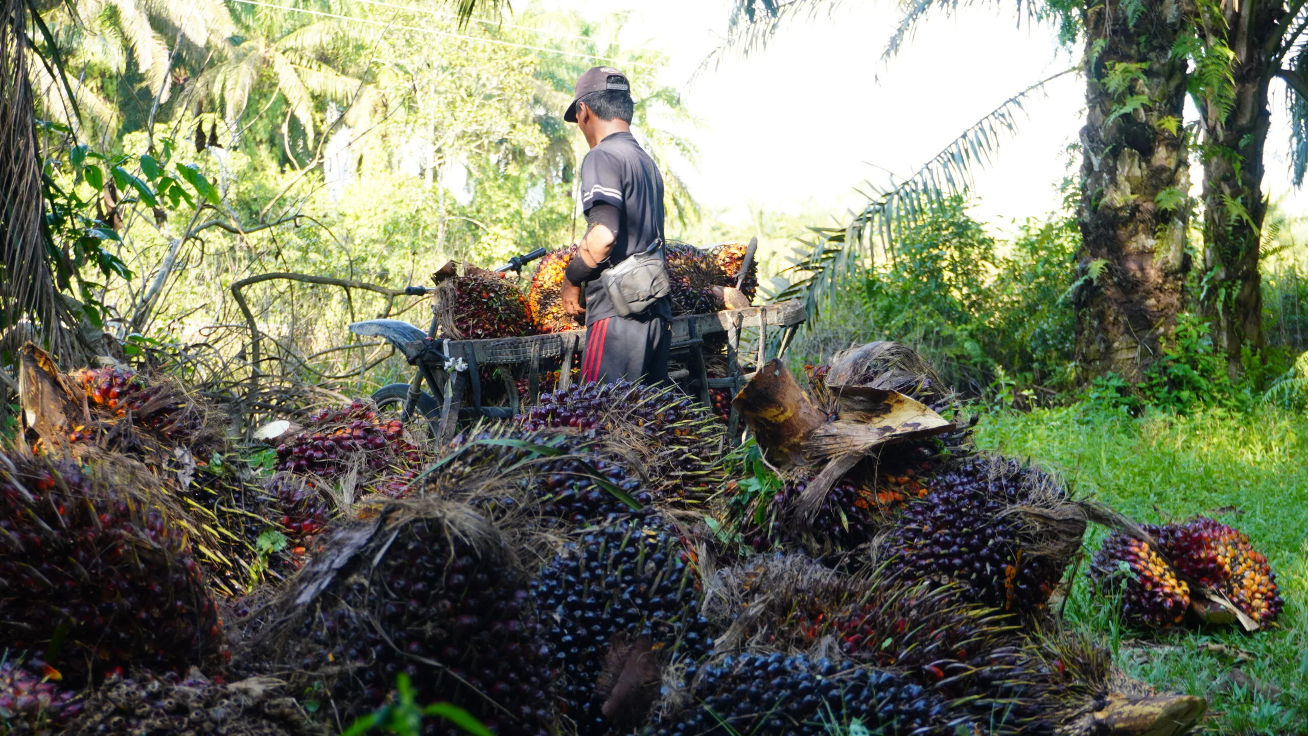 Melangsir Tandan Buah Segar (TBS) Kelapa Sawit.(PantauSawit.com/Jojo)