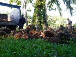 Dampak Sosial dan Ekonomi Industri Kelapa Sawit di Indonesia