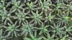 Pohon Kelapa Sawit.(PantauSawit.com/Jojo)