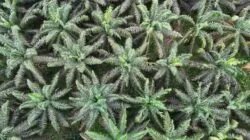 Pohon Kelapa Sawit.(PantauSawit.com/Jojo)